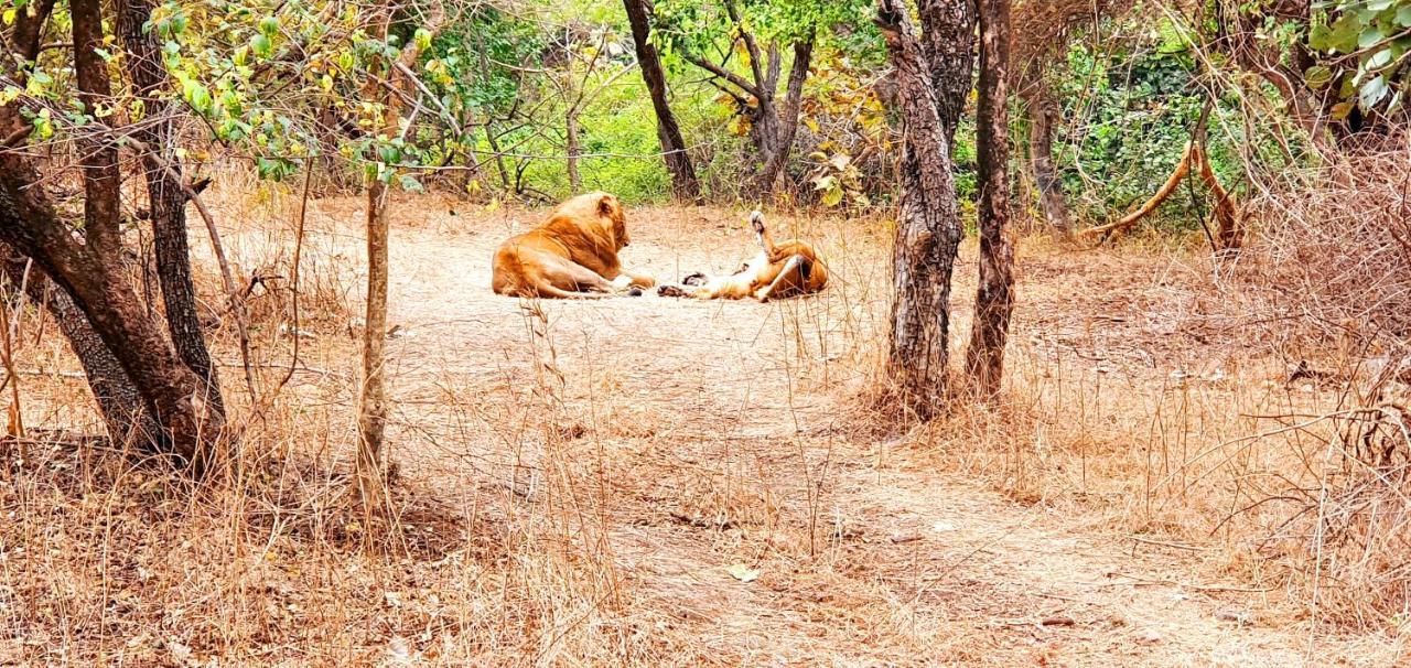 The Wilds Villa Gir Jungle Stay With Swimming Pool Sasan Gir Bagian luar foto